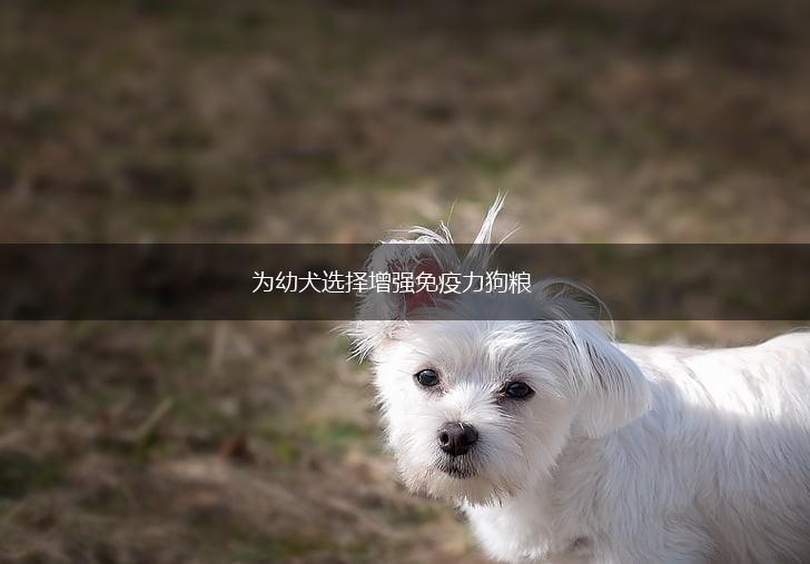 为幼犬选择增强免疫力狗粮,第1张