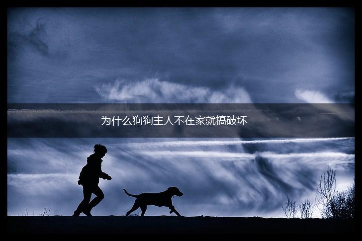 为什么狗狗主人不在家就搞破坏,第1张