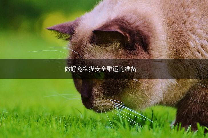 做好宠物猫安全乘运的准备,第1张