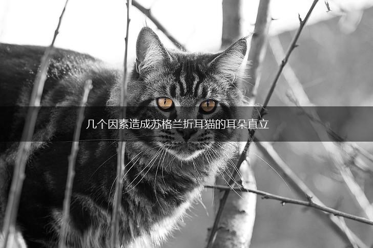 几个因素造成苏格兰折耳猫的耳朵直立,第1张