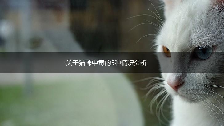 关于猫咪中毒的5种情况分析,第1张