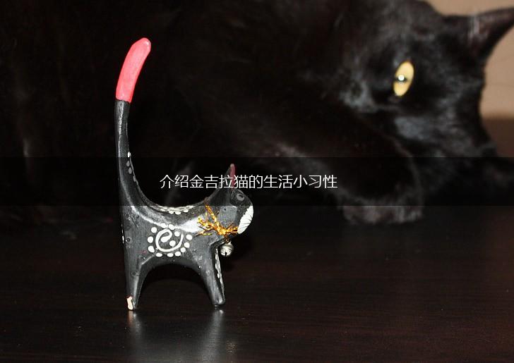 介绍金吉拉猫的生活小习性,第1张