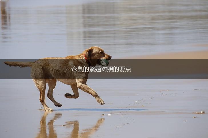 仓鼠的繁殖对照的要点,第1张