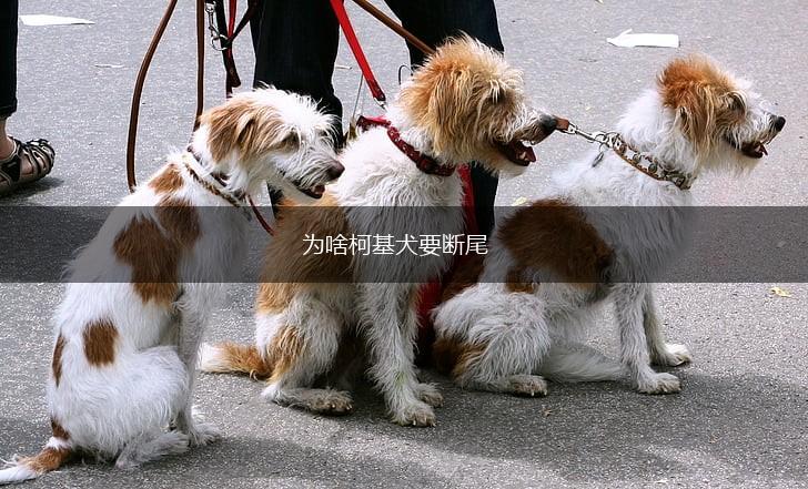 为啥柯基犬要断尾,第1张