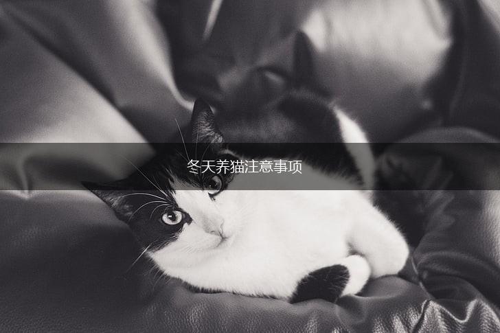 冬天养猫注意事项,第1张