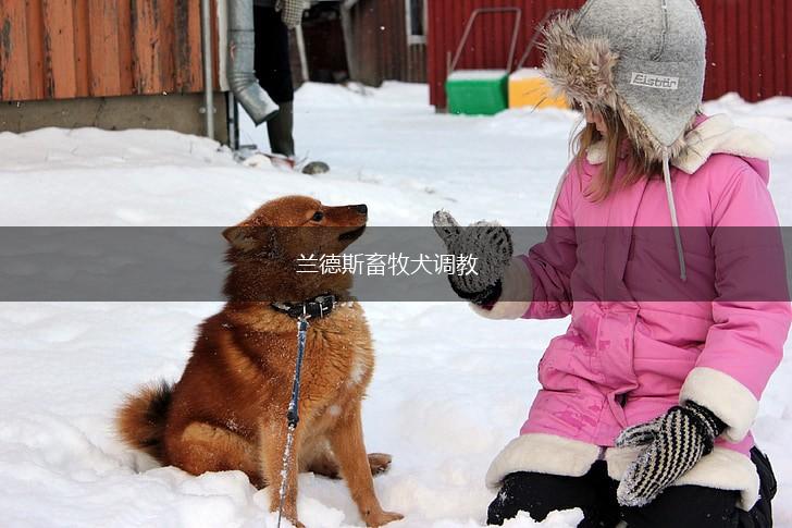 兰德斯畜牧犬调教,第1张