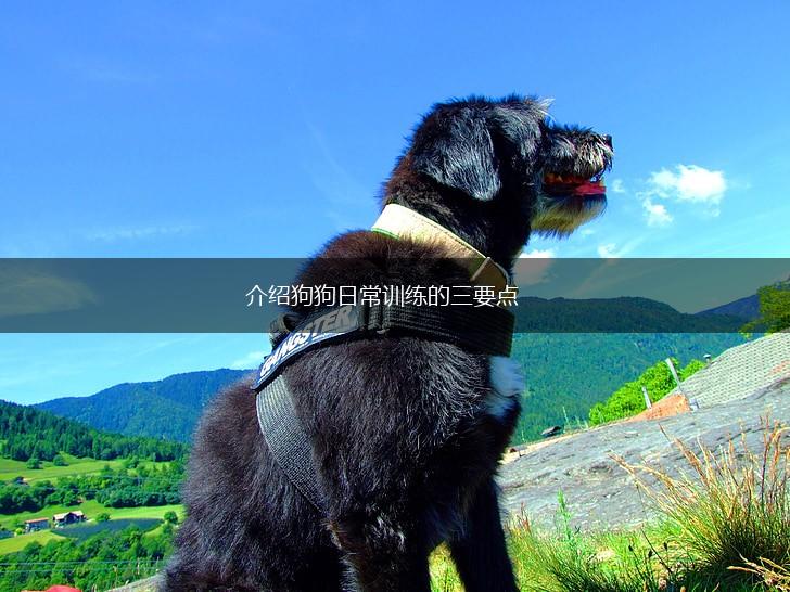 介绍狗狗日常训练的三要点,第1张