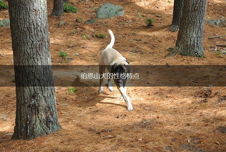 伯恩山犬的性格特点,第1张