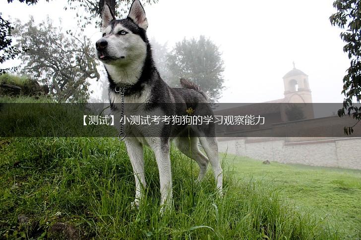【测试】小测试考考狗狗的学习观察能力,第1张