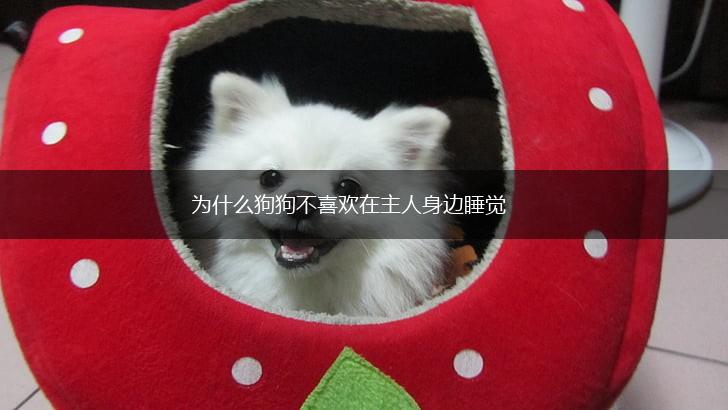 为什么狗狗不喜欢在主人身边睡觉,第1张