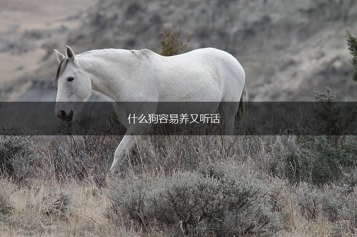 什么狗容易养又听话,第1张