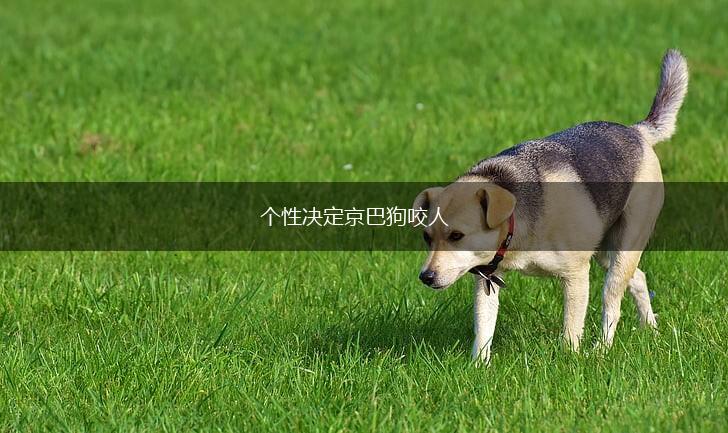 个性决定京巴狗咬人,第1张