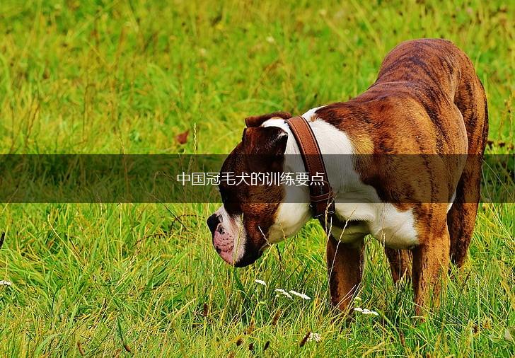 中国冠毛犬的训练要点,第1张