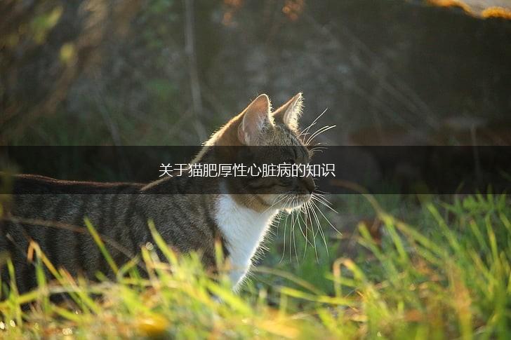 关于猫肥厚性心脏病的知识,第1张