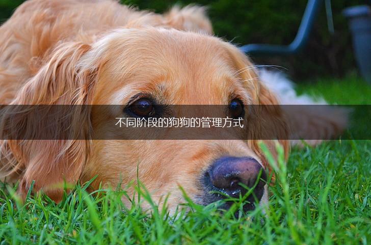 不同阶段的狗狗的管理方式,第1张