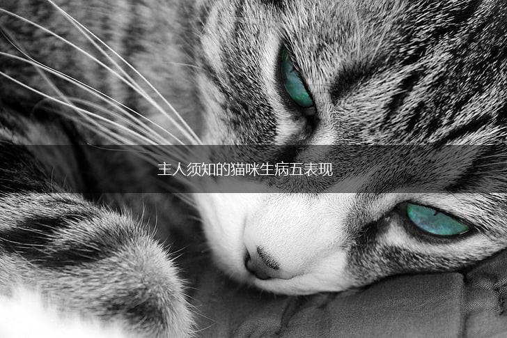 主人须知的猫咪生病五表现,第1张