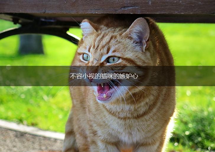 不容小视的猫咪的嫉妒心,第1张