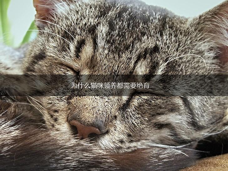为什么猫咪领养都需要绝育,第1张