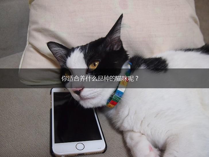 你适合养什么品种的猫咪呢？,第1张