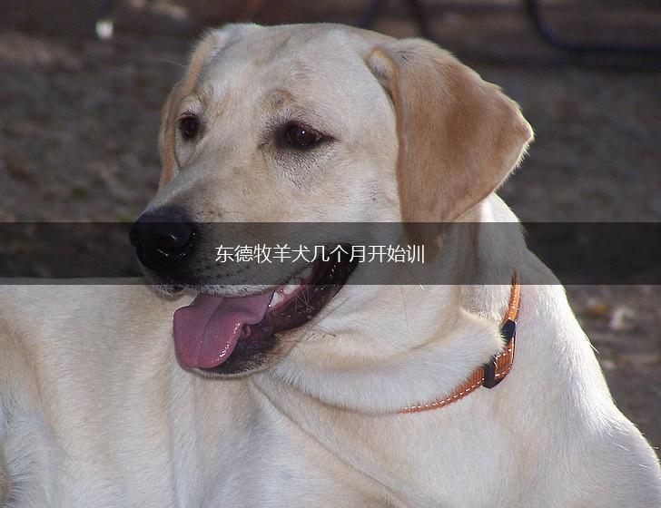 东德牧羊犬几个月开始训,第1张