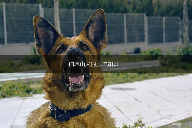伯恩山犬的养护知识,第1张