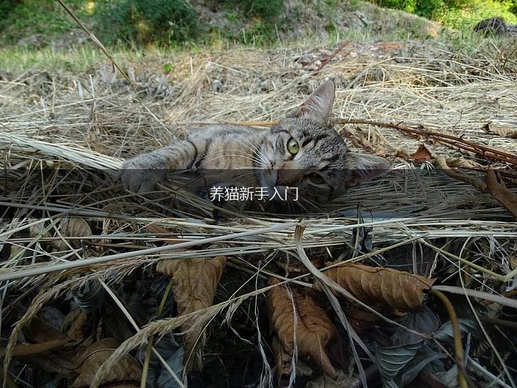 养猫新手入门,第1张