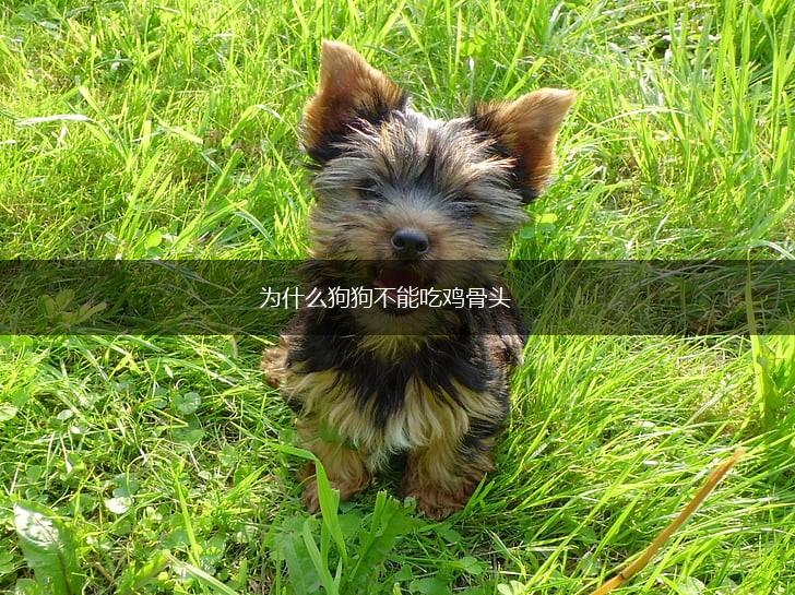 为什么狗狗不能吃鸡骨头,第1张