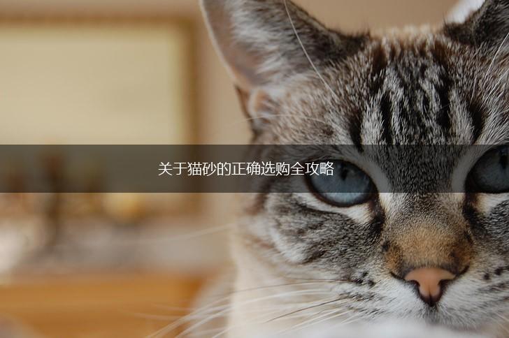 关于猫砂的正确选购全攻略,第1张