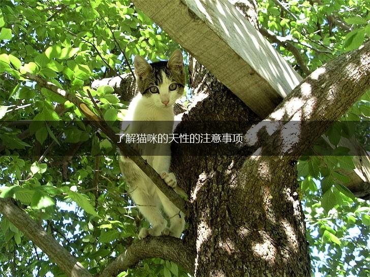 了解猫咪的天性的注意事项,第1张
