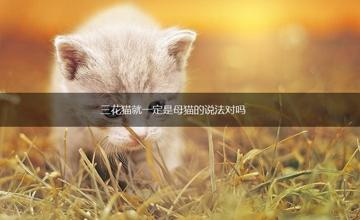三花猫就一定是母猫的说法对吗,第1张