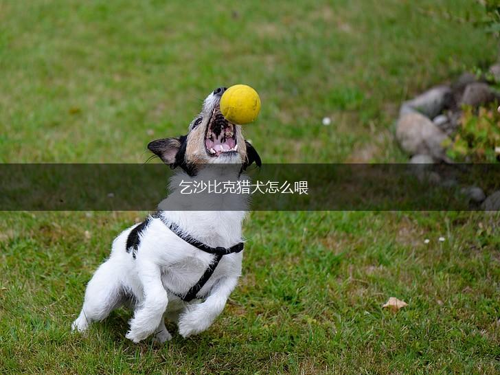 乞沙比克猎犬怎么喂,第1张