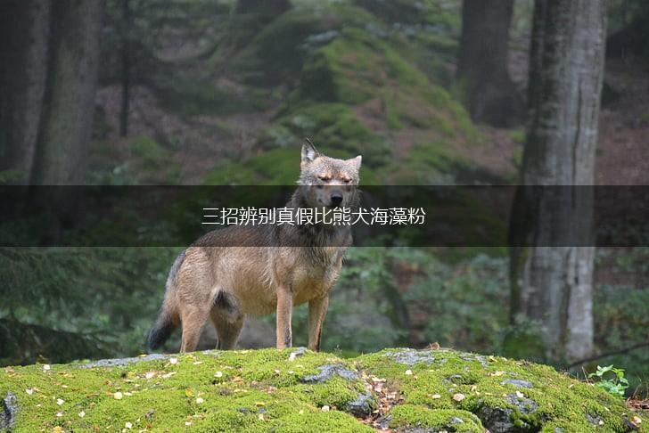 三招辨别真假比熊犬海藻粉,第1张