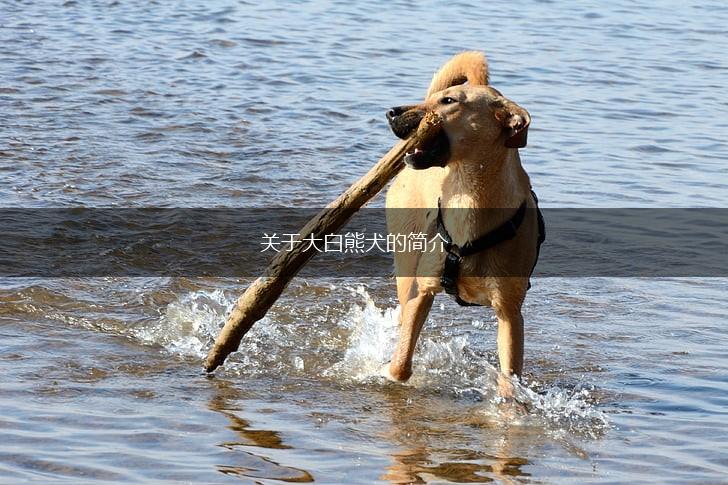 关于大白熊犬的简介,第1张