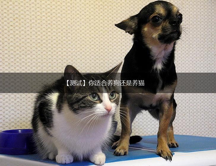 【测试】你适合养狗还是养猫,第1张