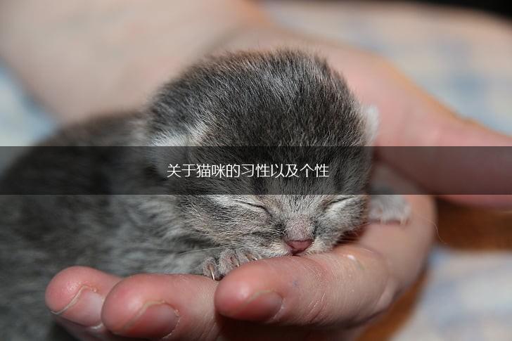 关于猫咪的习性以及个性,第1张