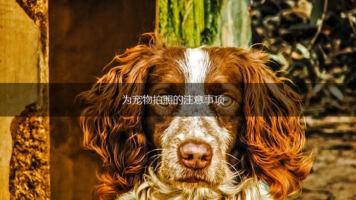为宠物拍照的注意事项,第1张