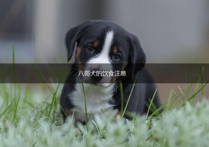 八哥犬的饮食注意,第1张
