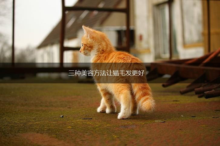 三种美容方法让猫毛发更好,第1张