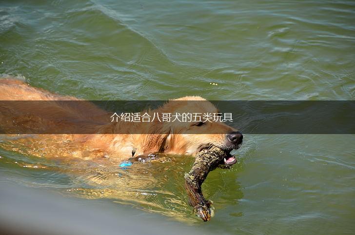 介绍适合八哥犬的五类玩具,第1张