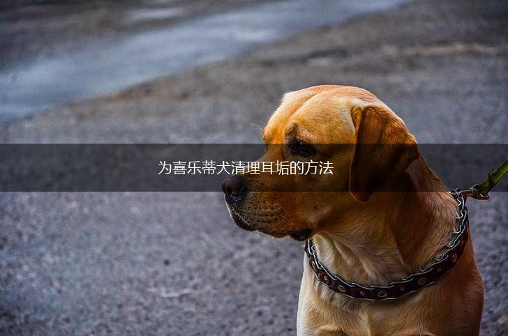 为喜乐蒂犬清理耳垢的方法,第1张