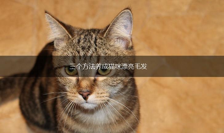 三个方法养成猫咪漂亮毛发,第1张