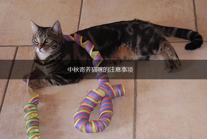 中秋寄养猫咪的注意事项,第1张