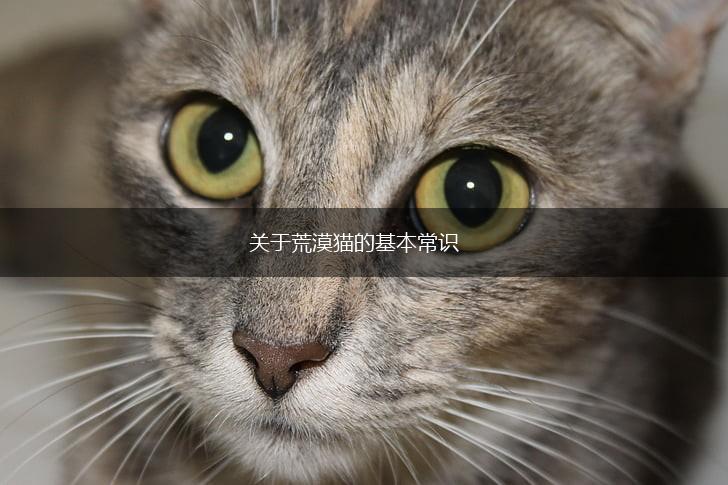 关于荒漠猫的基本常识,第1张