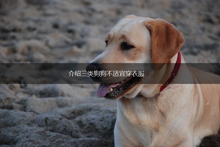 介绍三类狗狗不适宜穿衣服,第1张