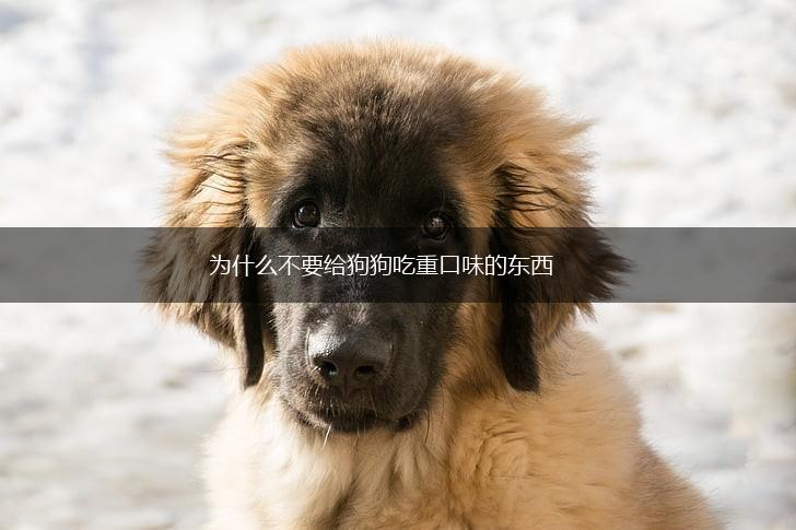 为什么不要给狗狗吃重口味的东西,第1张