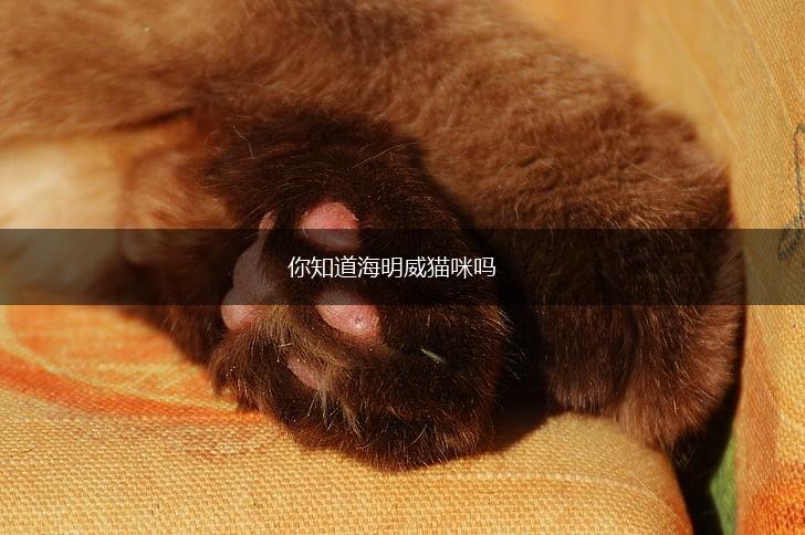你知道海明威猫咪吗,第1张