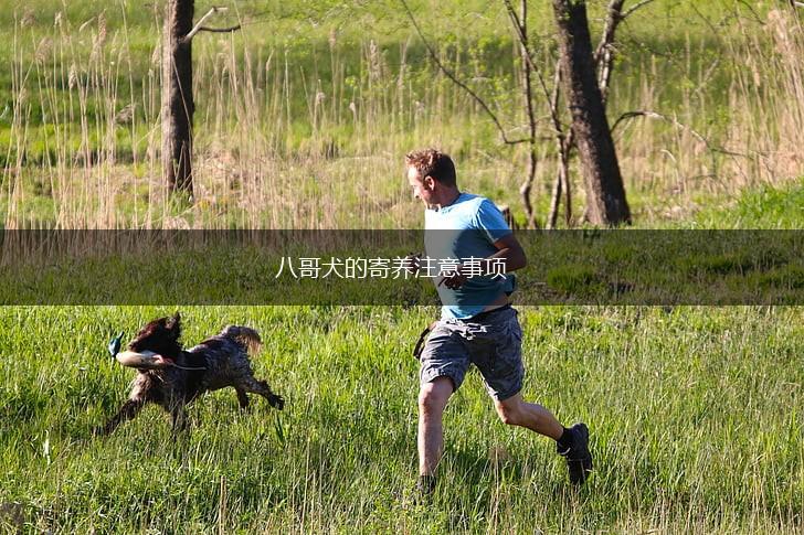 八哥犬的寄养注意事项,第1张