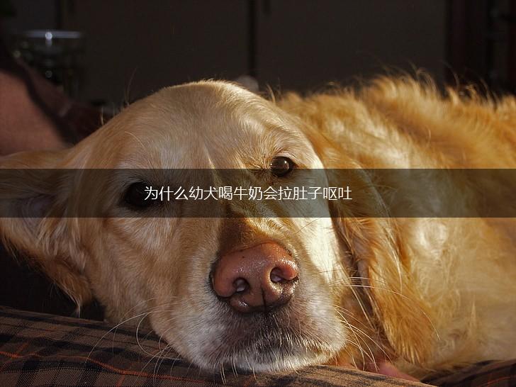 为什么幼犬喝牛奶会拉肚子呕吐,第1张