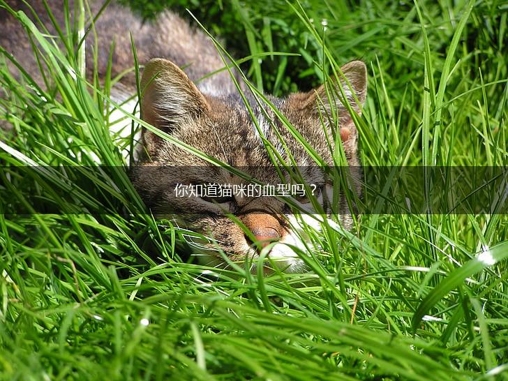 你知道猫咪的血型吗？,第1张