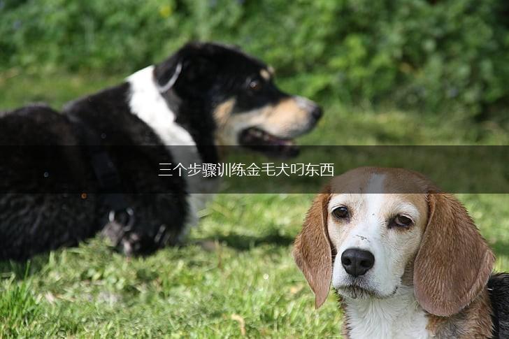 三个步骤训练金毛犬叼东西,第1张